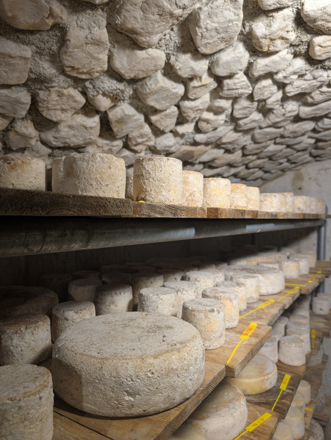 Tomme de Chèvre Fermière