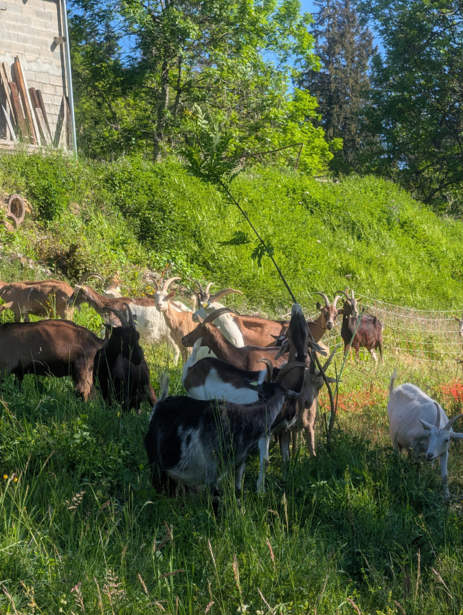 Chèvres au pâturage Les Cabrioles